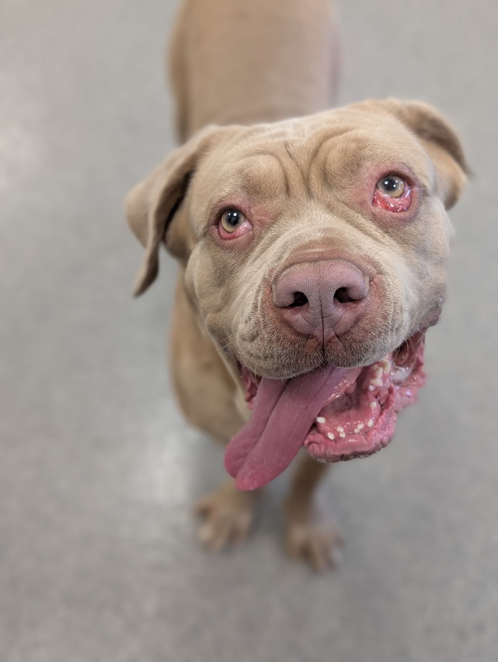 About the Eyelids: Installed incorrectly campaign on Bonfire 2