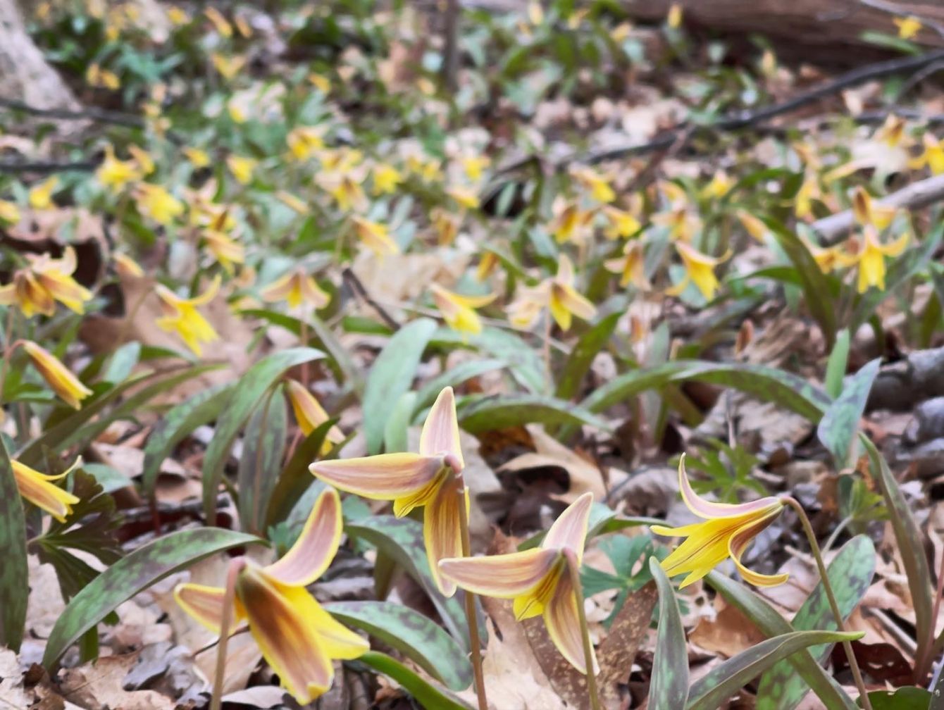 About the Native Plants are the Balm campaign on Bonfire 2