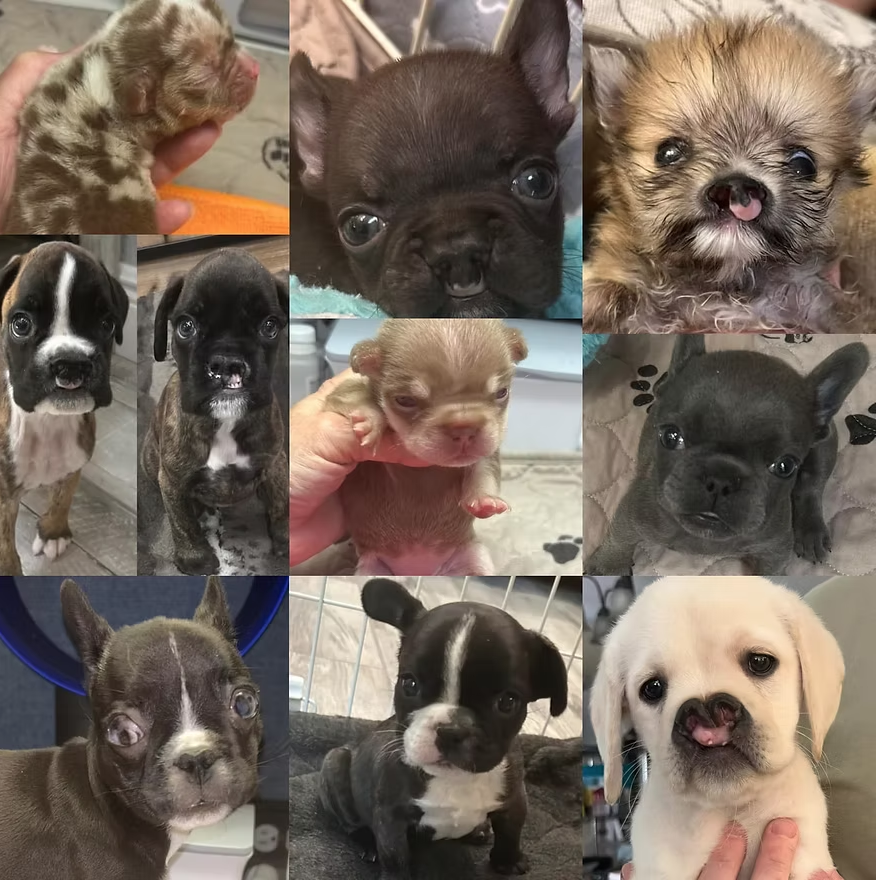 About the Simply Clefts shirt fundraiser campaign on Bonfire 2