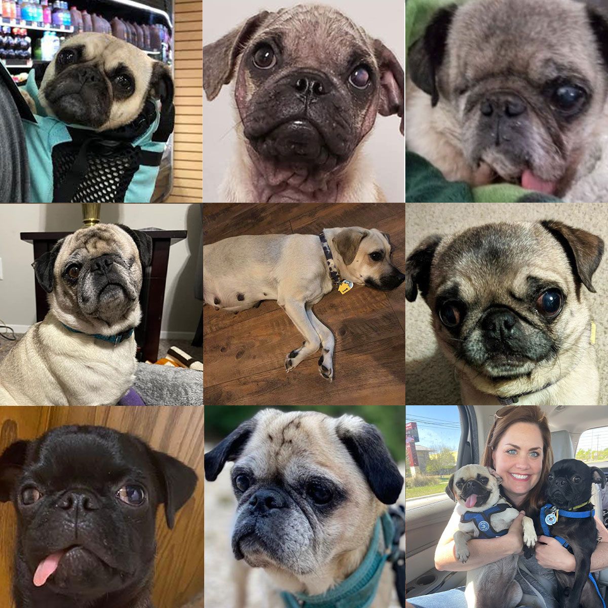 About the Pug Rescue of Austin Classic Shirt campaign on Bonfire 2