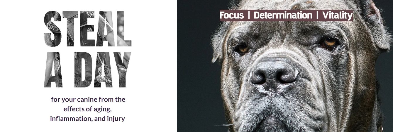 About the  campaign on Bonfire 2