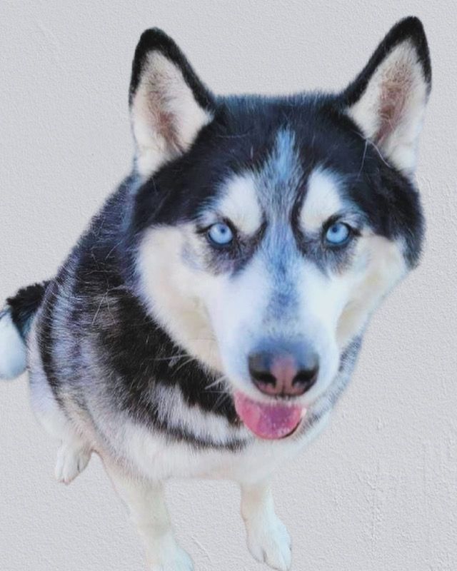 About the Giving Tuesday&nbsp;2024 - Siberian Husky Rescue campaign on Bonfire 2