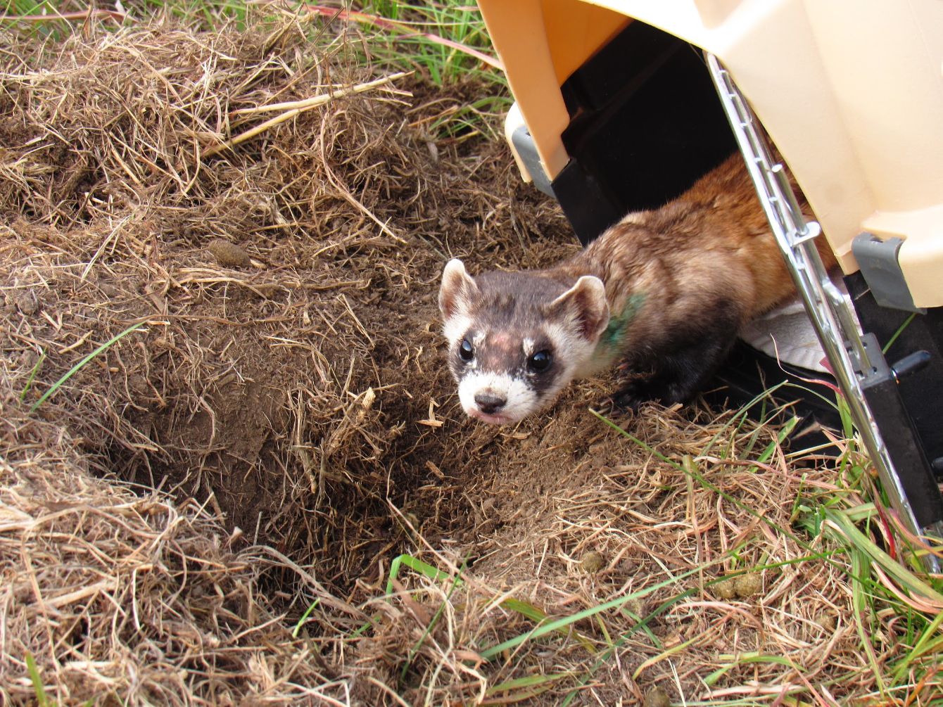 About the Retro Grasslands of North America Tote Bag&nbsp; campaign on Bonfire 1