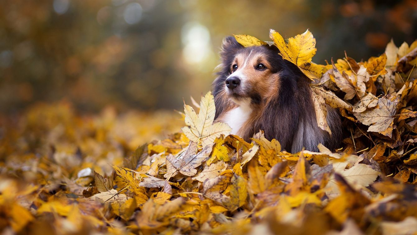 About the 2026 SSPSNJ Fall For Shelties campaign on Bonfire 2