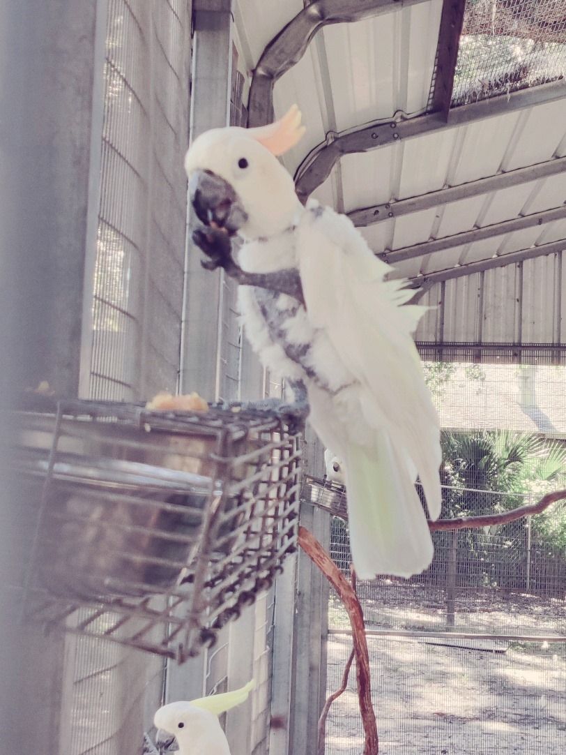 About the Ziggy's Haven Bird Sanctuary campaign on Bonfire 2