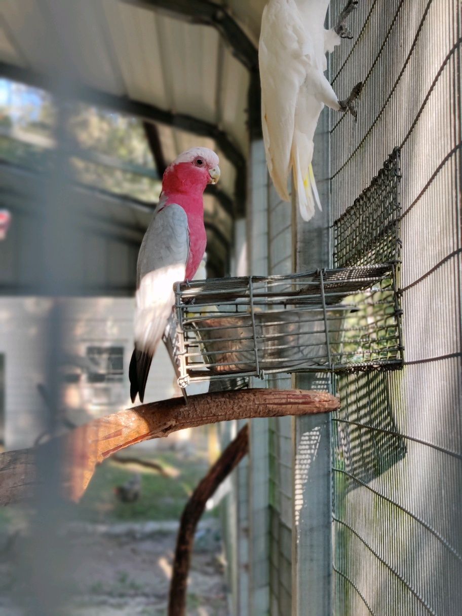 About the Ziggy's Haven Bird Sanctuary campaign on Bonfire 4