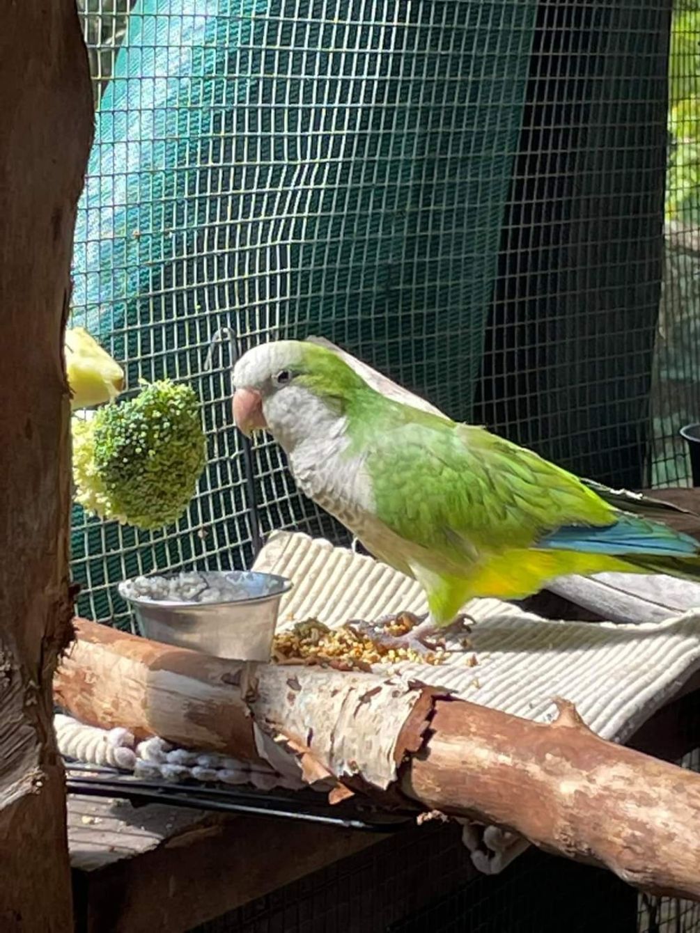 About the Ziggy's Haven Bird Sanctuary campaign on Bonfire 5