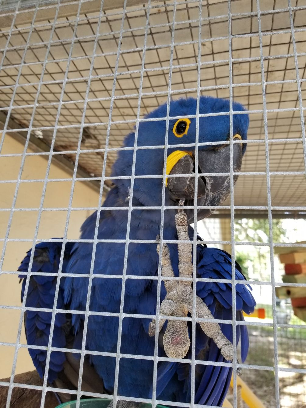 About the Ziggy's Haven Bird Sanctuary campaign on Bonfire 3