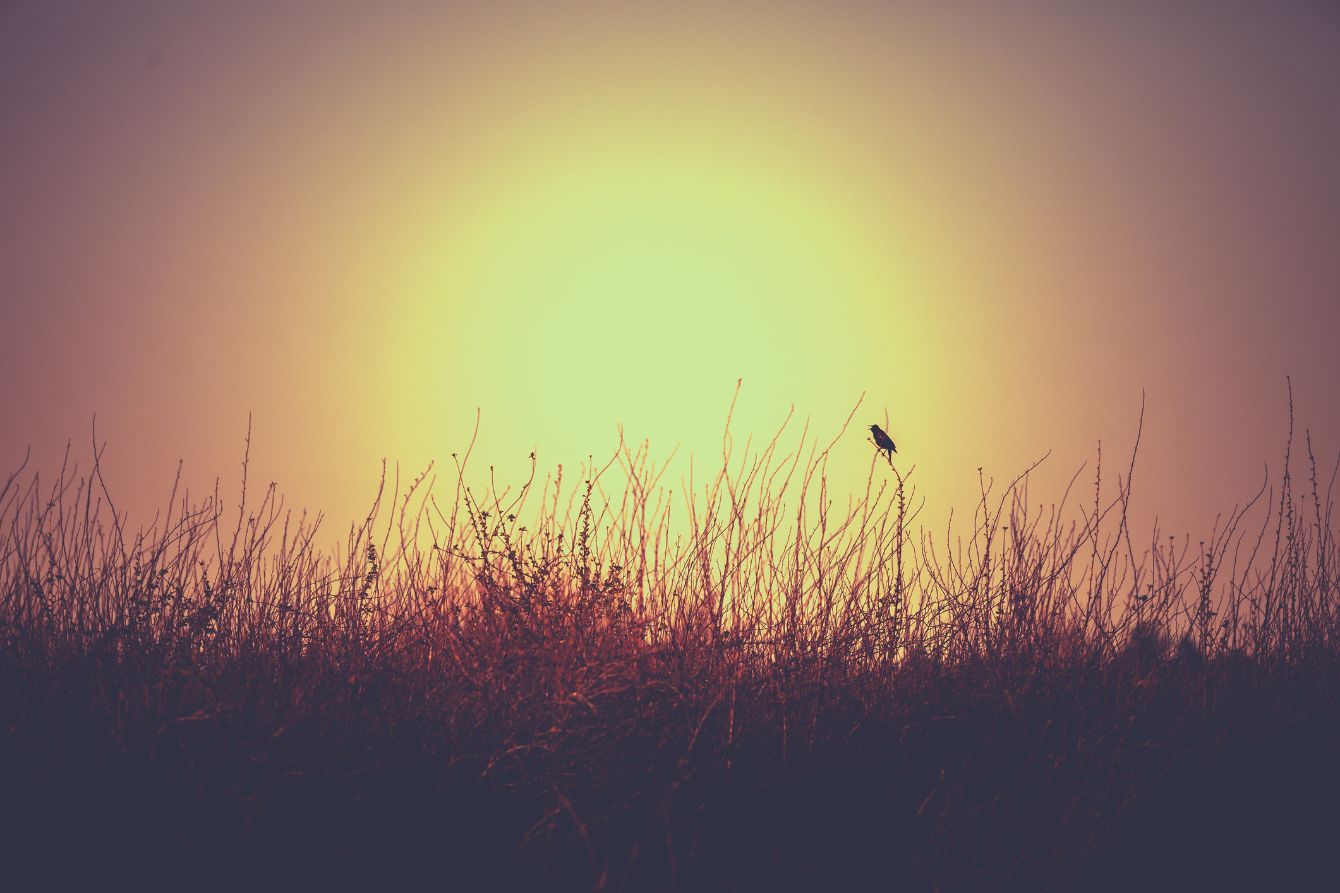 About the Dawn Chorus Foundation campaign on Bonfire 2
