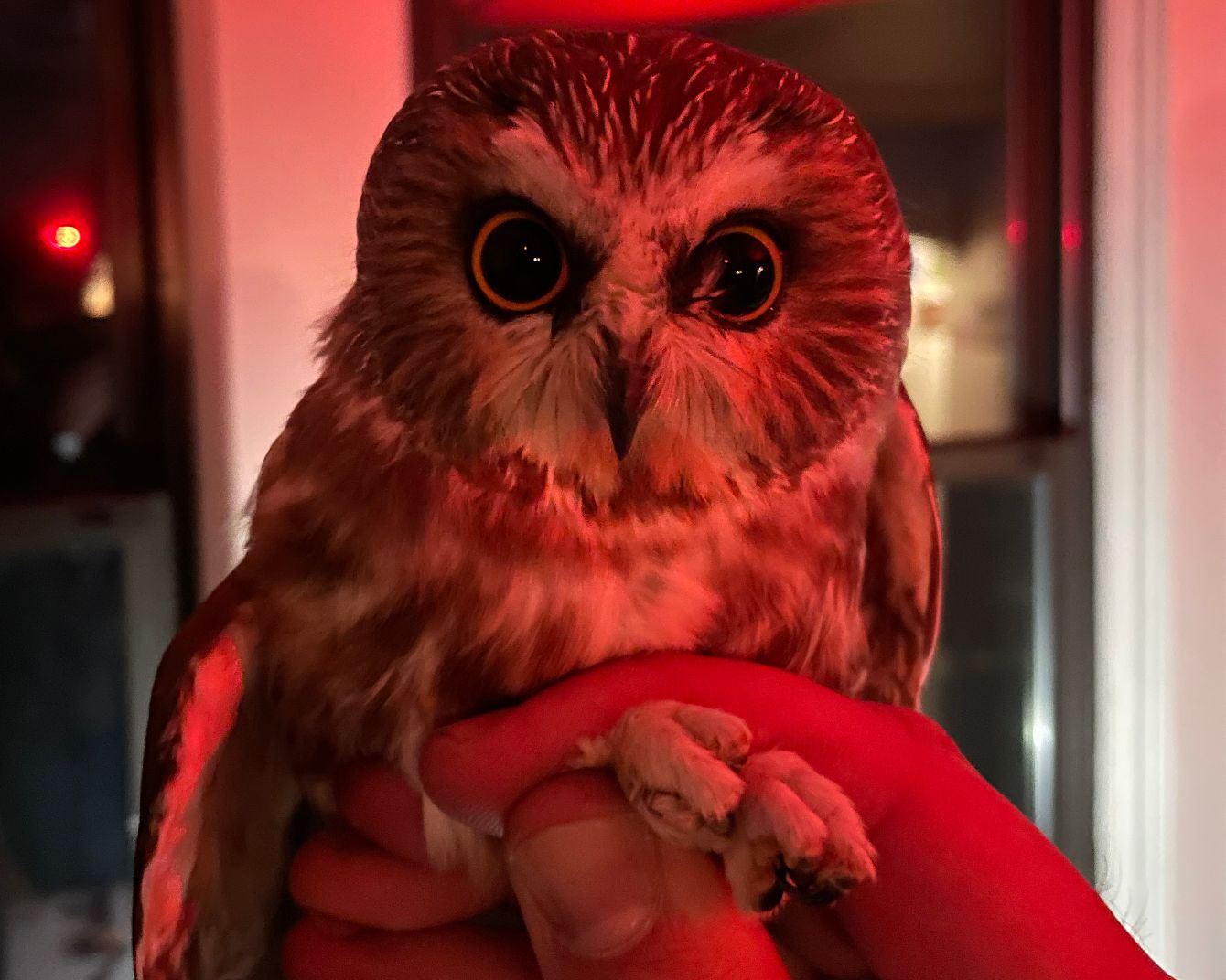 About the Bird Lab's Northern Saw-whet Owl Banding campaign on Bonfire 1
