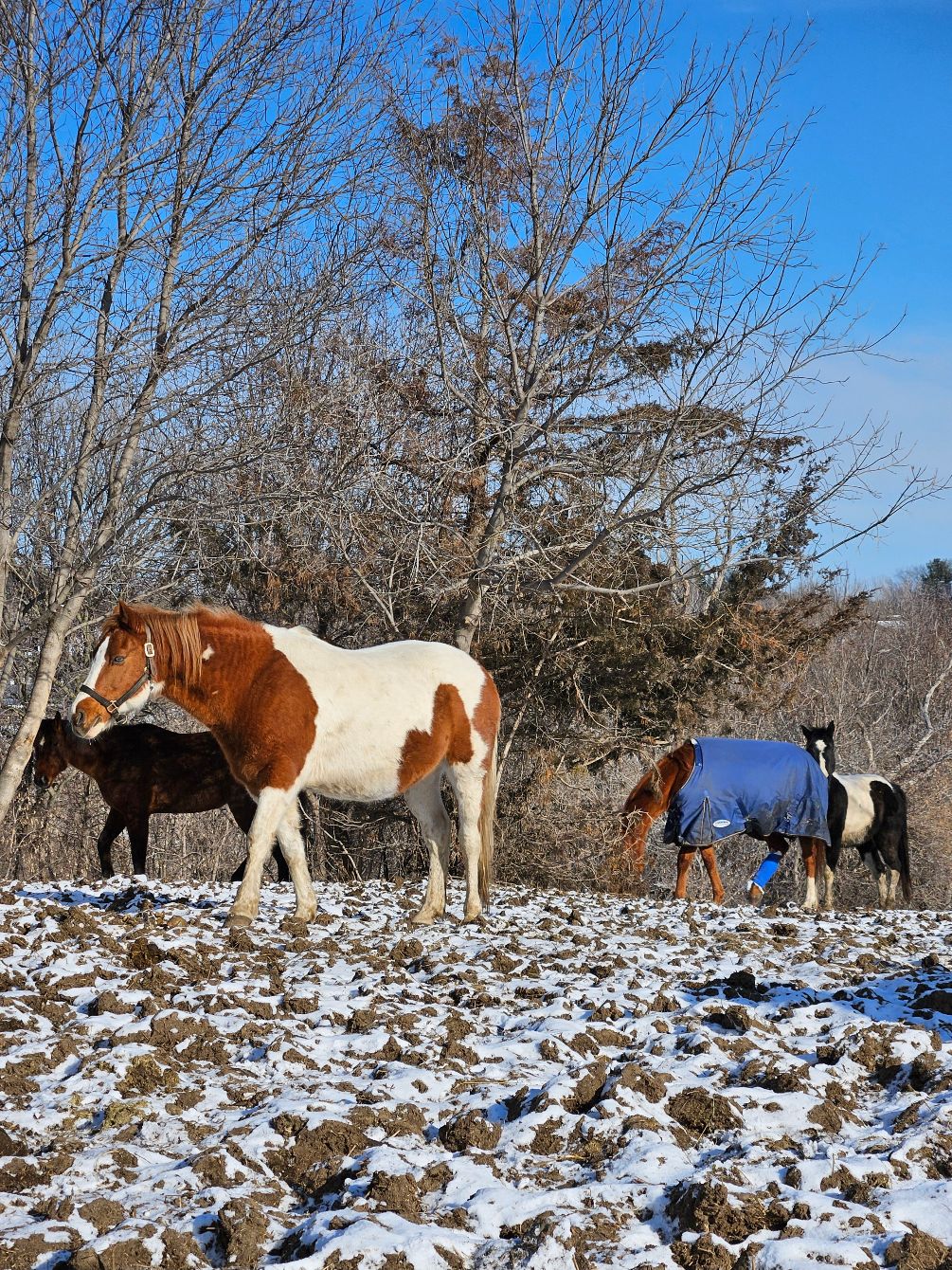 About the  campaign on Bonfire 3