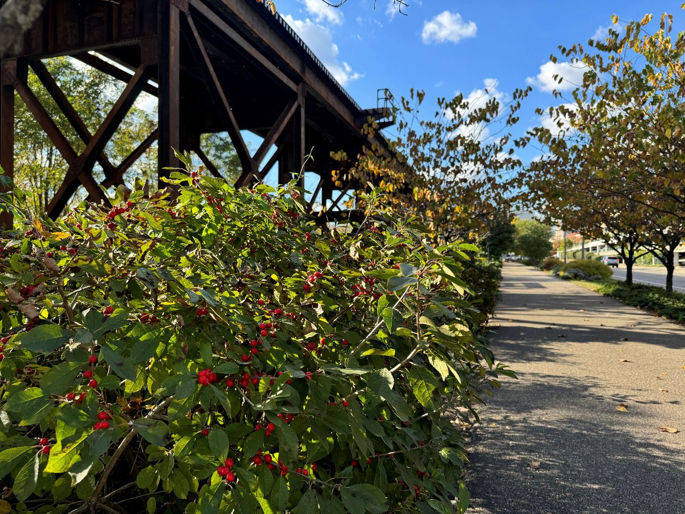 About the We Build Greenspaces -Ivory&Goldenrod campaign on Bonfire 2