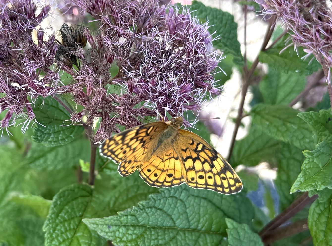 About the We Build Greenspaces -Ivory&Goldenrod campaign on Bonfire 3