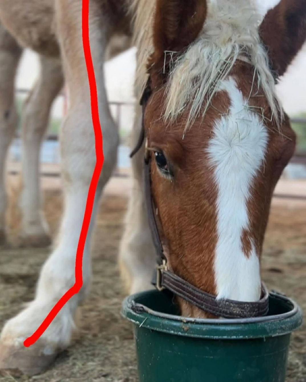 About the i love horses campaign on Bonfire 3