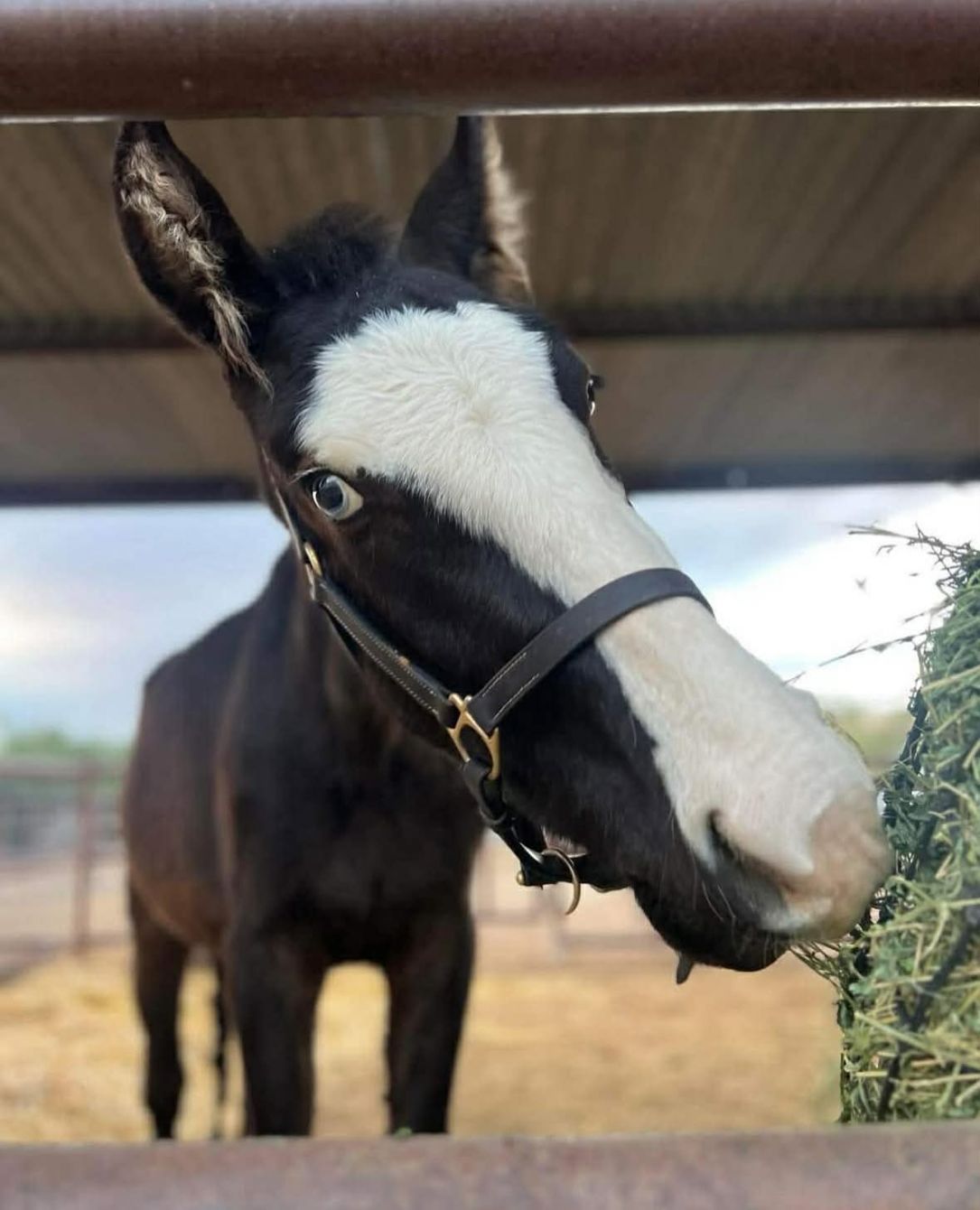 About the i love horses campaign on Bonfire 2