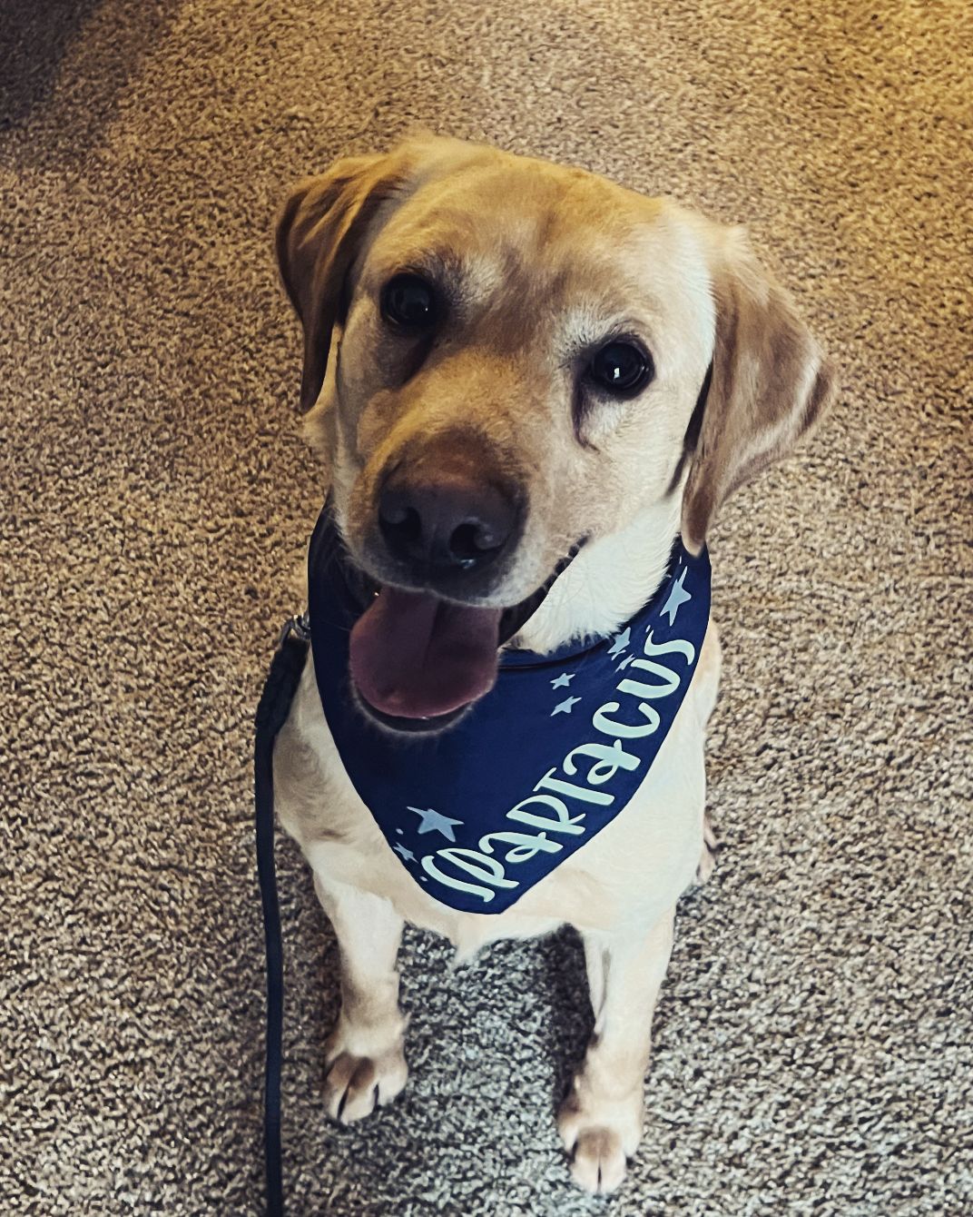 About the Sparty's Legacy: Therapy dogs make magic! campaign on Bonfire 2