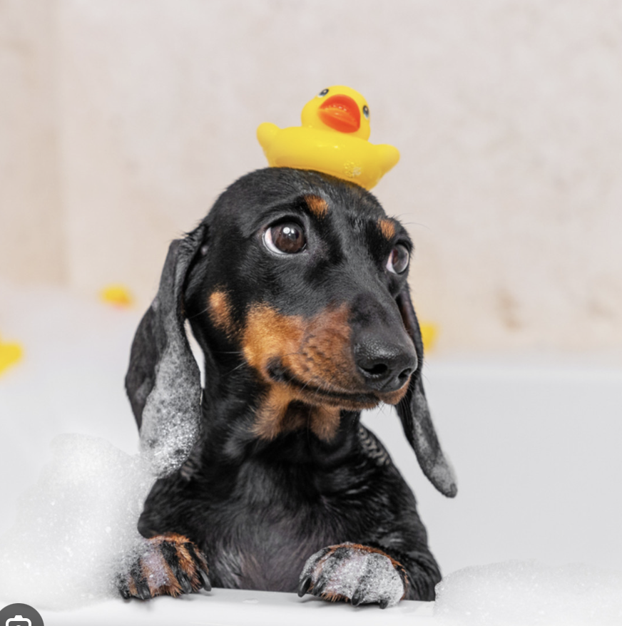 About the  campaign on Bonfire 2