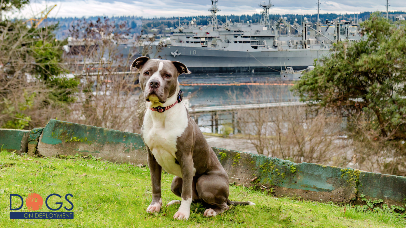 About the Juju's American Hero Pet Fundraiser 2026 campaign on Bonfire 6
