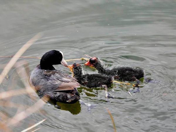 About the Save ?Alae Ke?oke?o! ? campaign on Bonfire 3