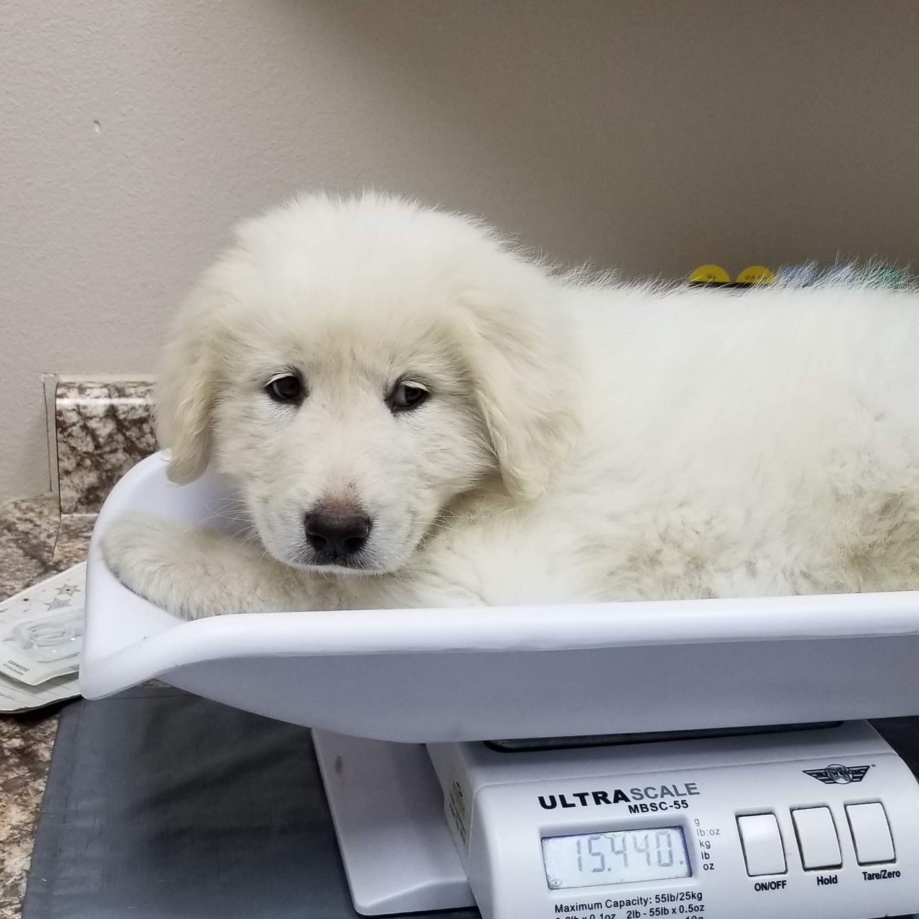 About the TGPR '21 Winter Vetting Fundraiser! campaign on Bonfire 2