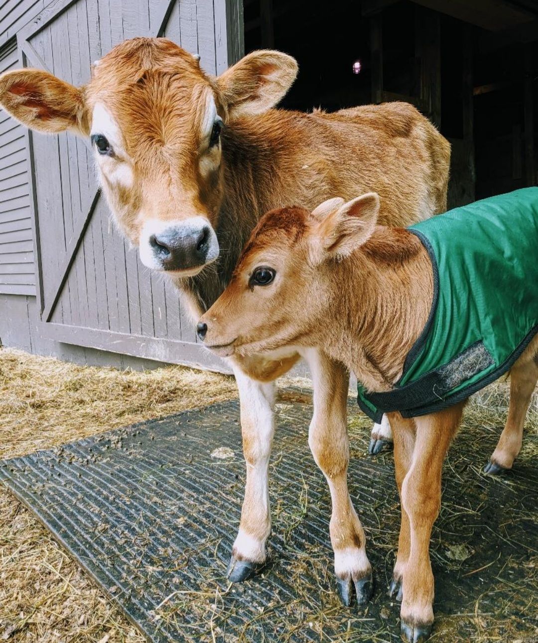 About the Friends not Food campaign on Bonfire 2