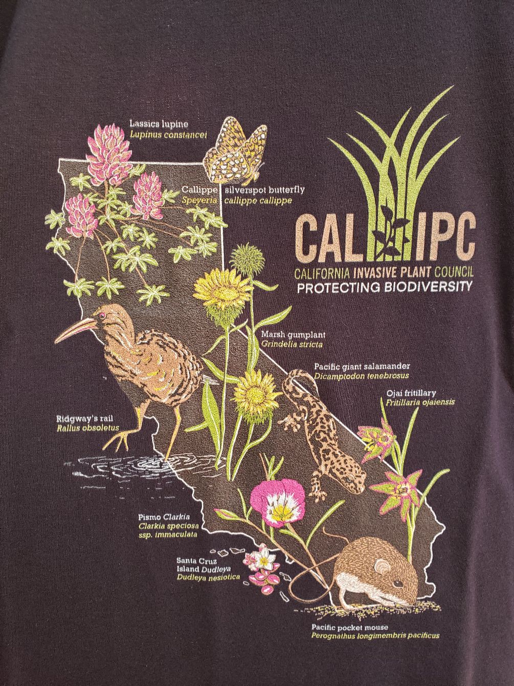 About the Cal-IPC protects biodiversity campaign on Bonfire 4
