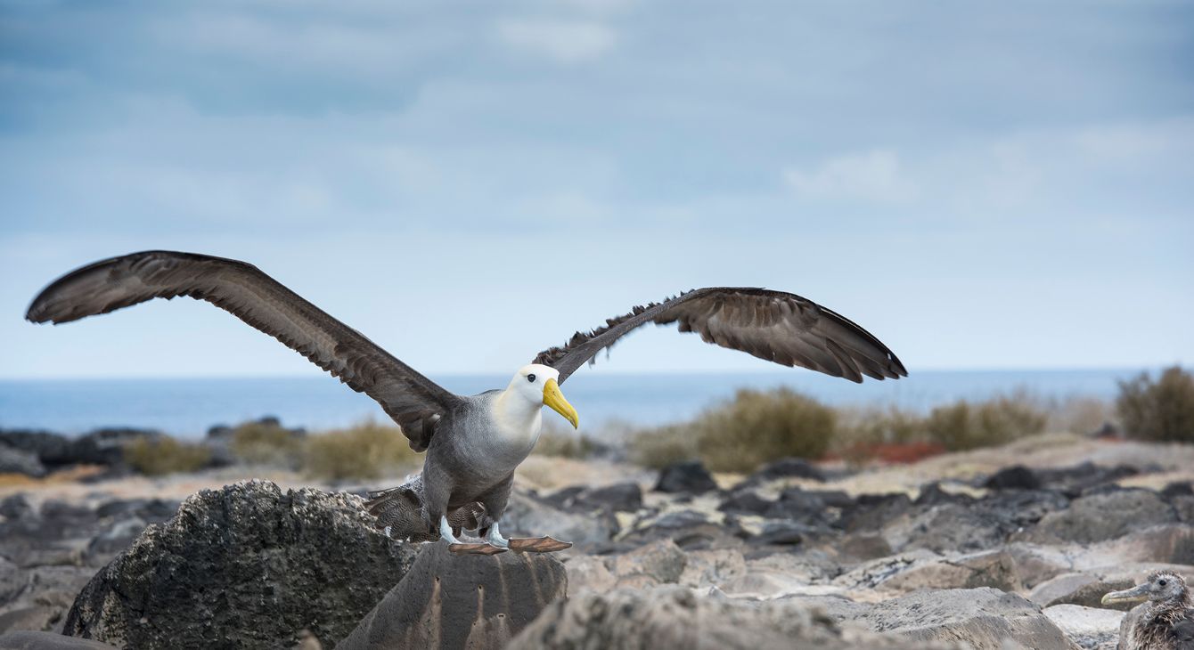 About the Charles Darwin Foundation: Waved Albatross campaign on Bonfire 2
