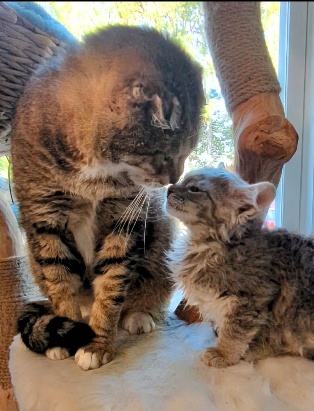 About the  campaign on Bonfire 3