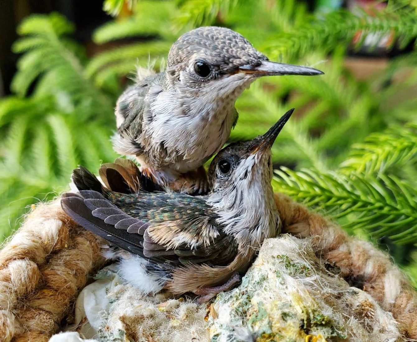 About the Get Your IBR Shirts! campaign on Bonfire 2