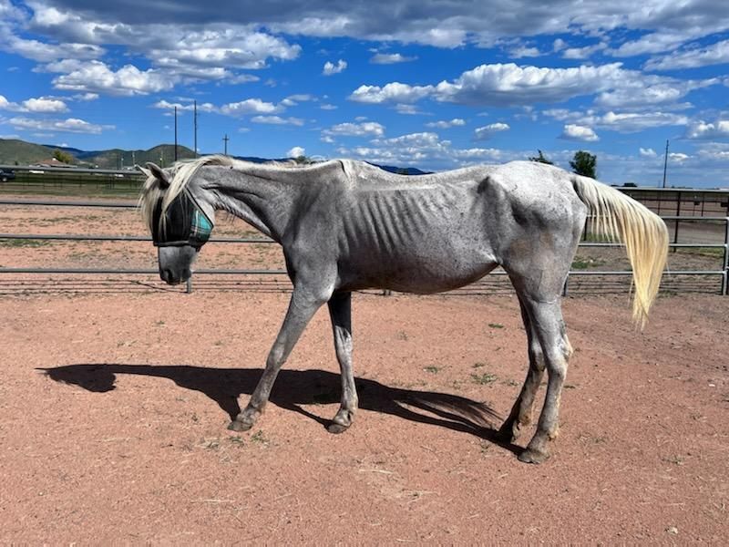 About the  campaign on Bonfire 4