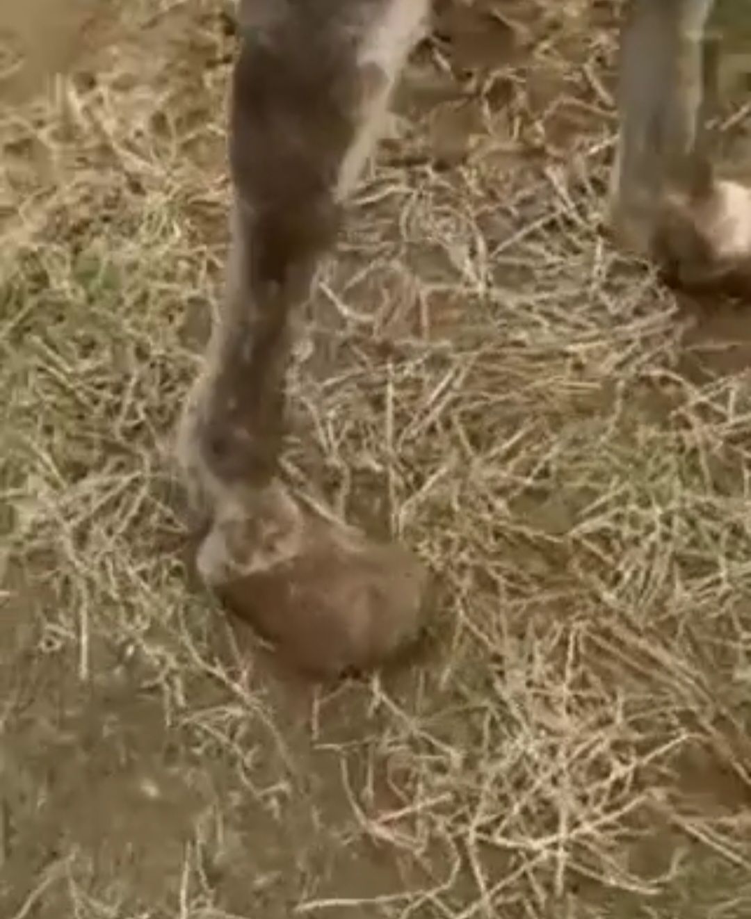 About the  campaign on Bonfire 3