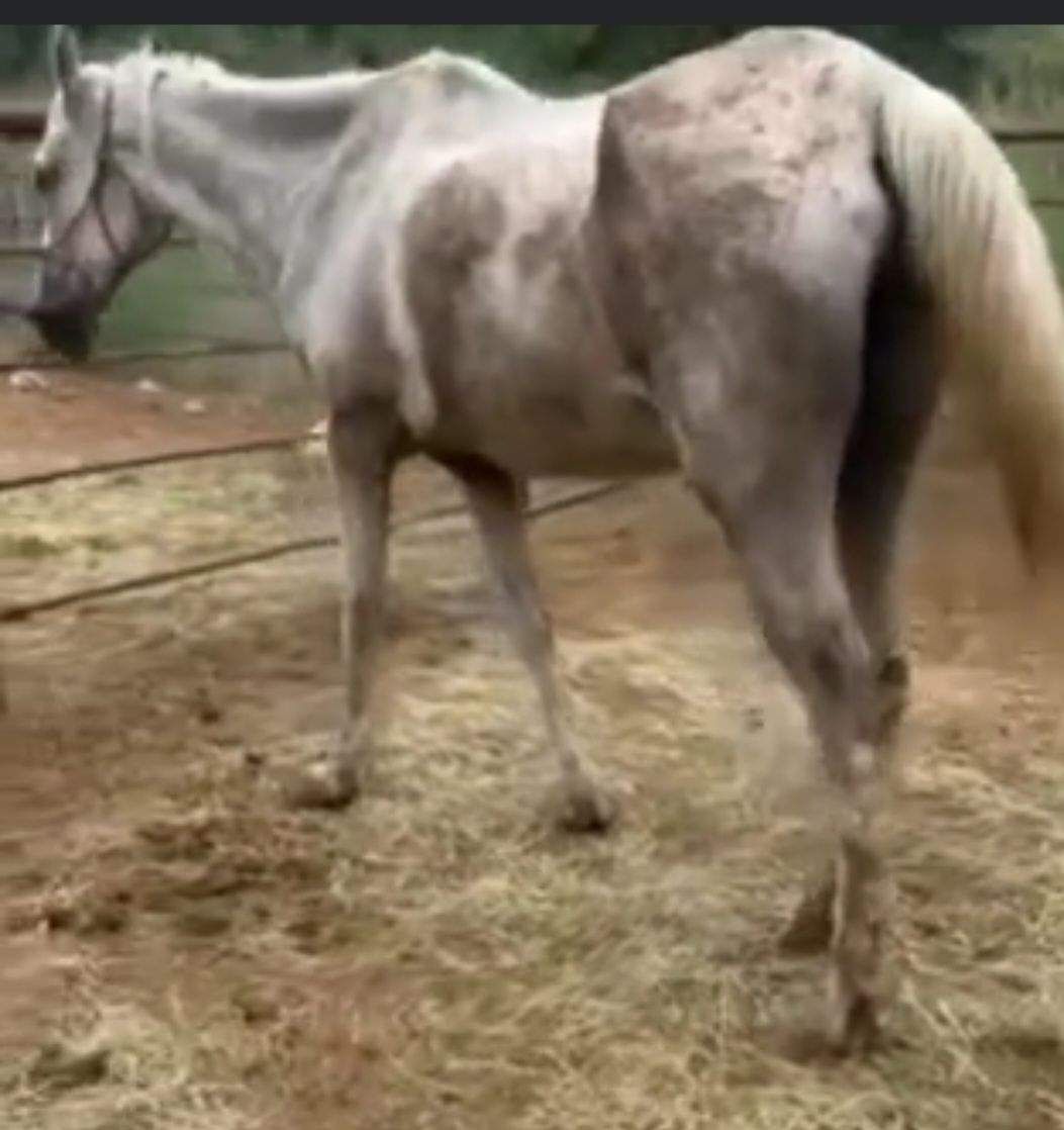 About the  campaign on Bonfire 2