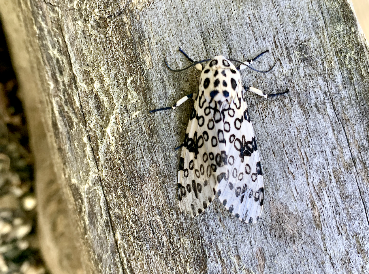 About the BEAT Giant Leopard Moth Shirt (black font) campaign on Bonfire 5