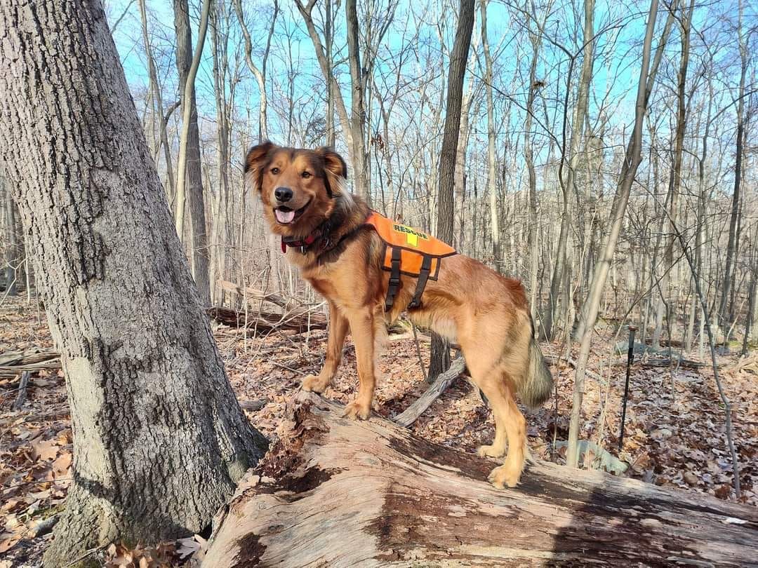 About the  campaign on Bonfire 4