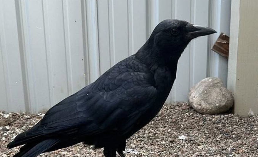 About the REGI American Crow (October) campaign on Bonfire 2