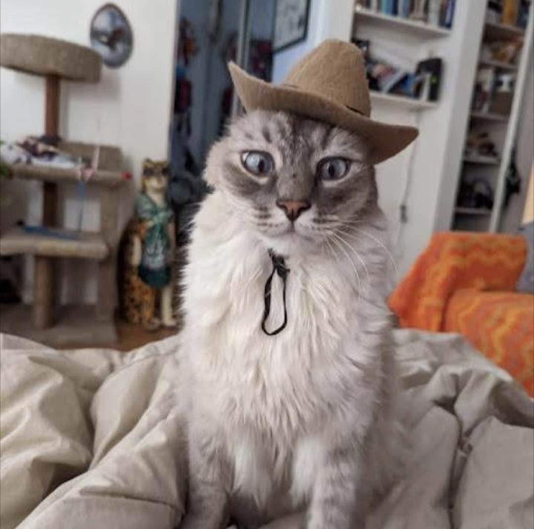 Cowboy hotsell cat meowdy