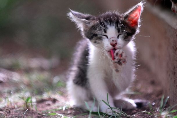 About the  campaign on Bonfire 2