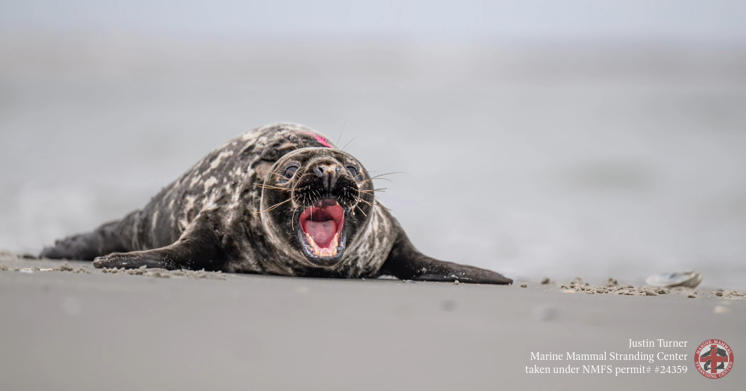 About the Respect the Locals- Grey Seal Edition campaign on Bonfire 2