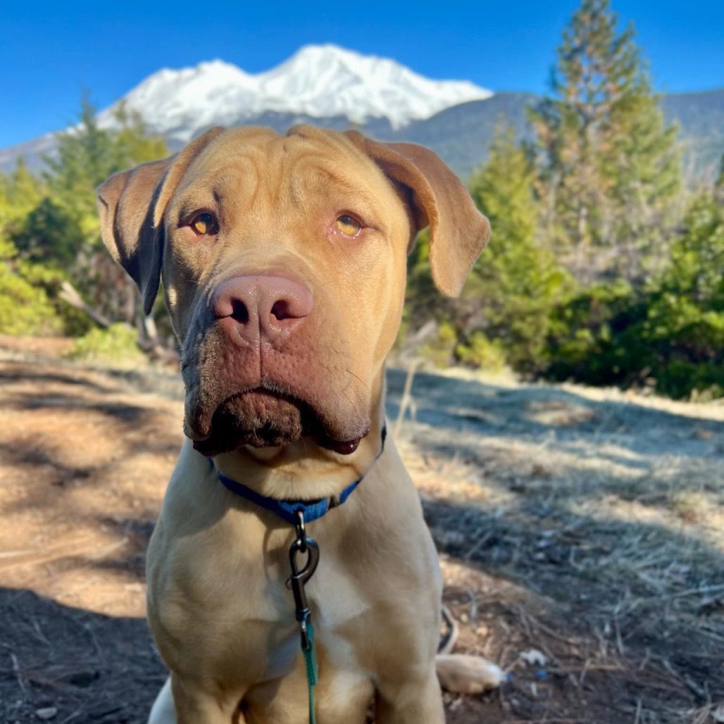 About the Be Part Of The Pack campaign on Bonfire 2