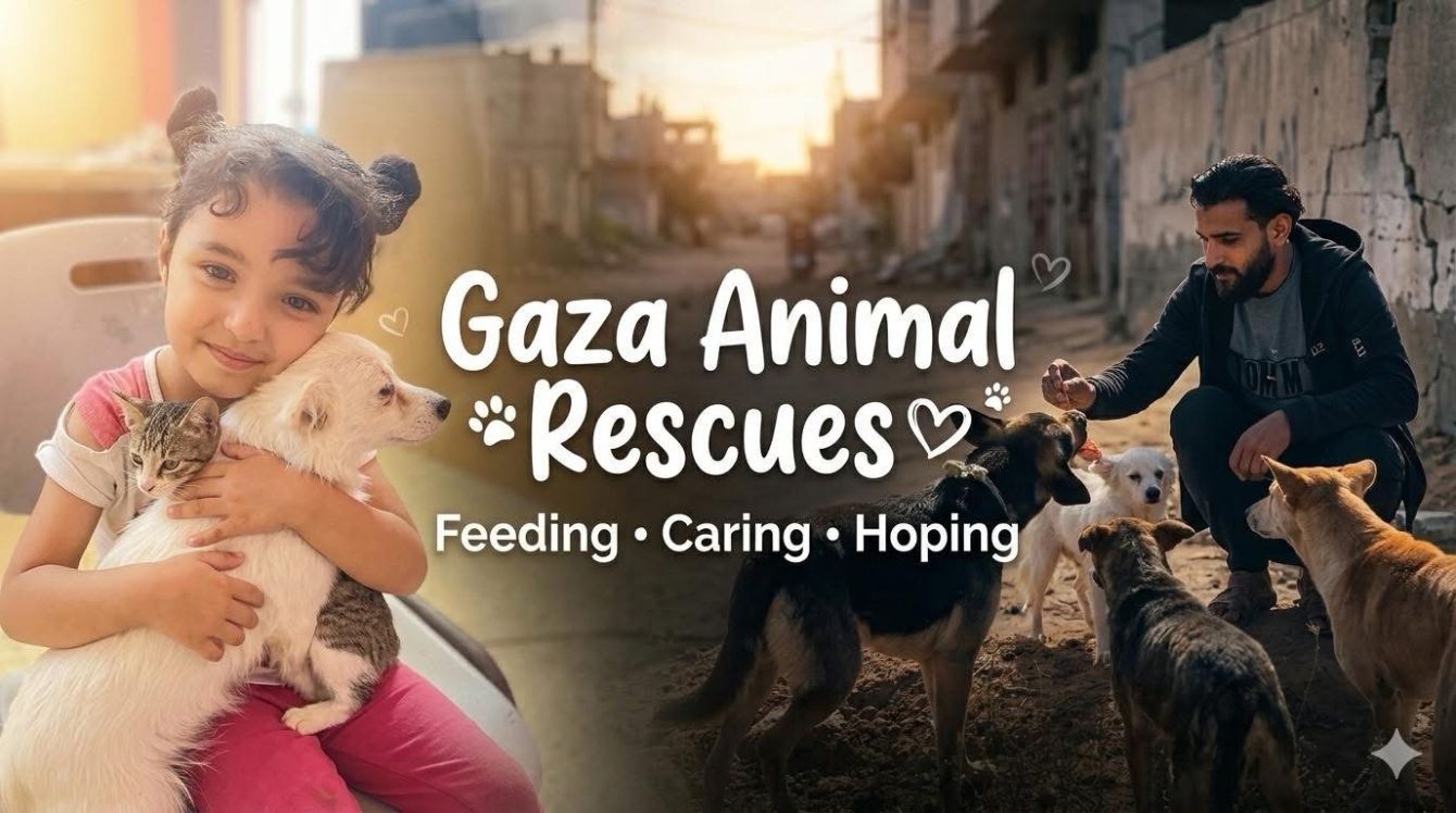 About the Gaza Animal Rescues campaign on Bonfire 2
