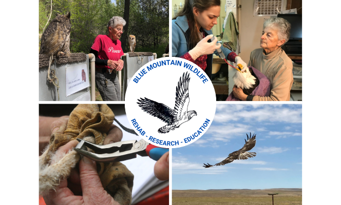 About the  campaign on Bonfire 2