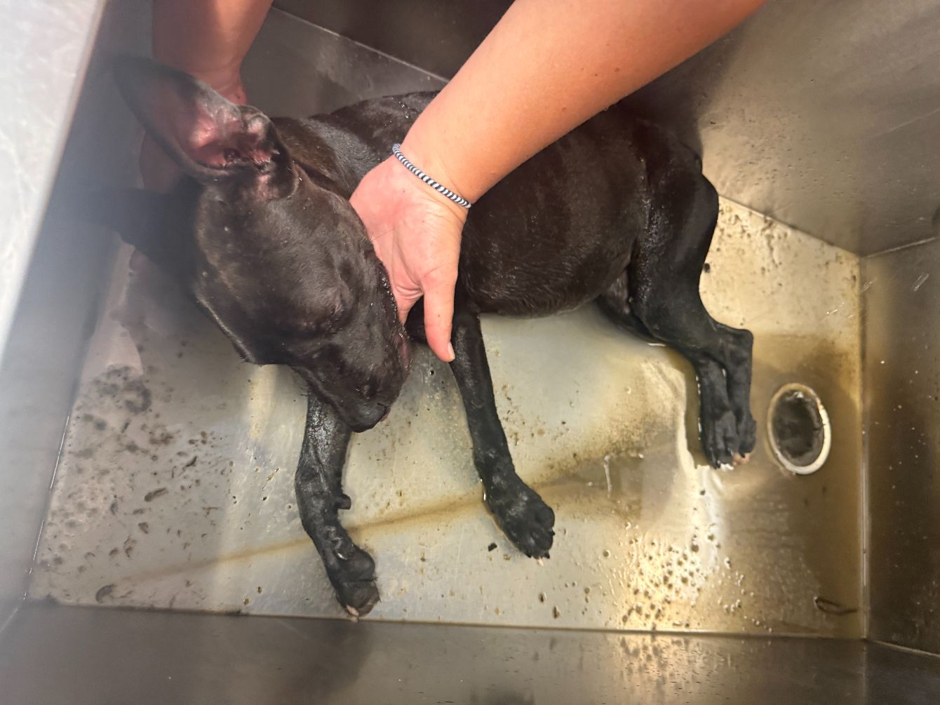 About the Justice for Journey campaign on Bonfire 3