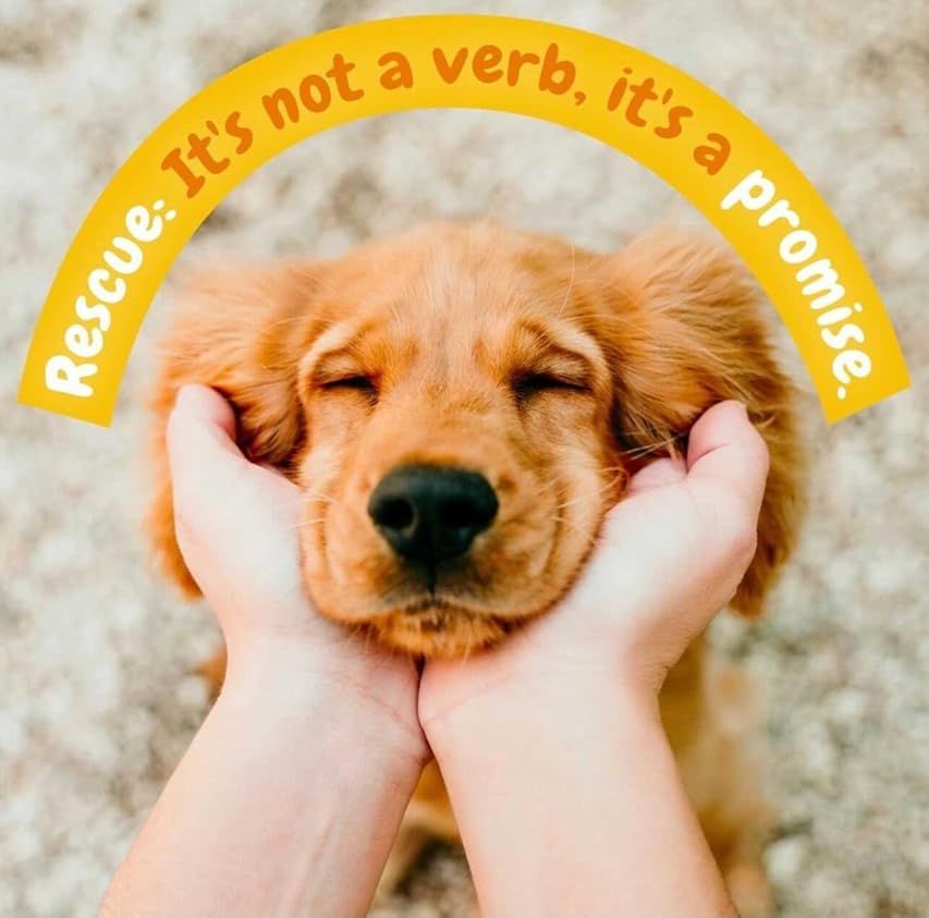 About the Alamo Area Partners for Animal Welfare campaign on Bonfire 3