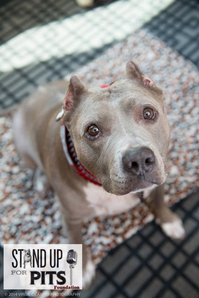 About the Stand up For Pits Foundation campaign on Bonfire 5