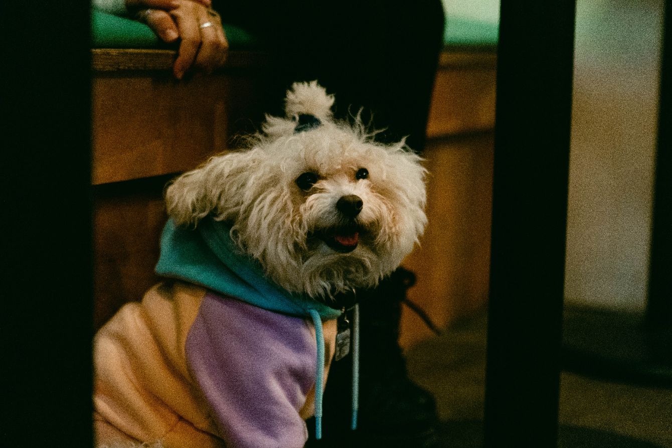 About the Must Love Dogs and Comedy campaign on Bonfire 11