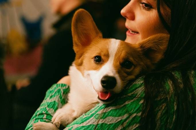 About the Must Love Dogs and Comedy campaign on Bonfire 5