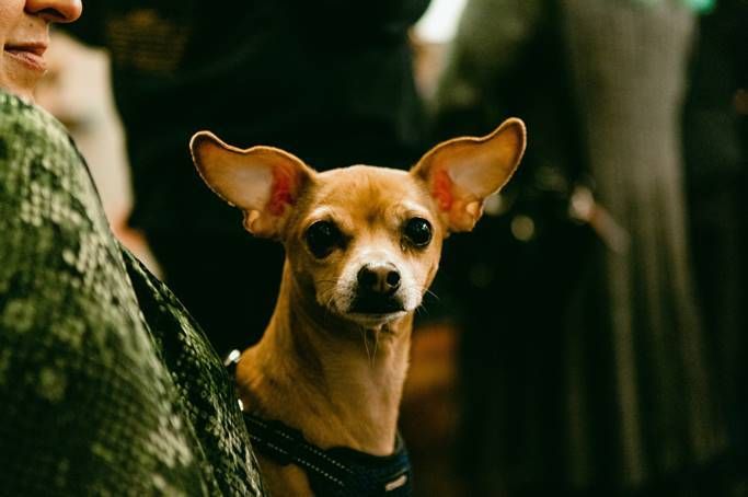 About the Must Love Dogs and Comedy campaign on Bonfire 7