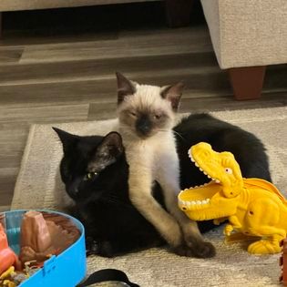 About the  campaign on Bonfire 2