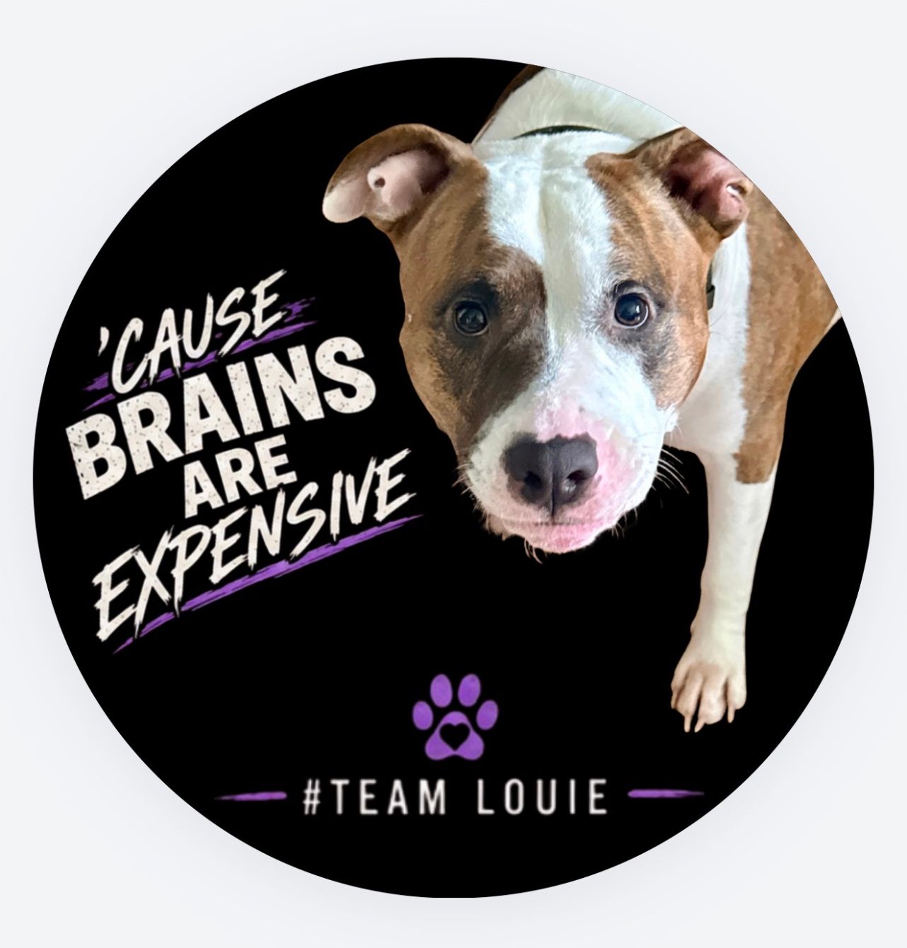 About the Louie?s Fight Club | Help Fund His Brain MRI campaign on Bonfire 2