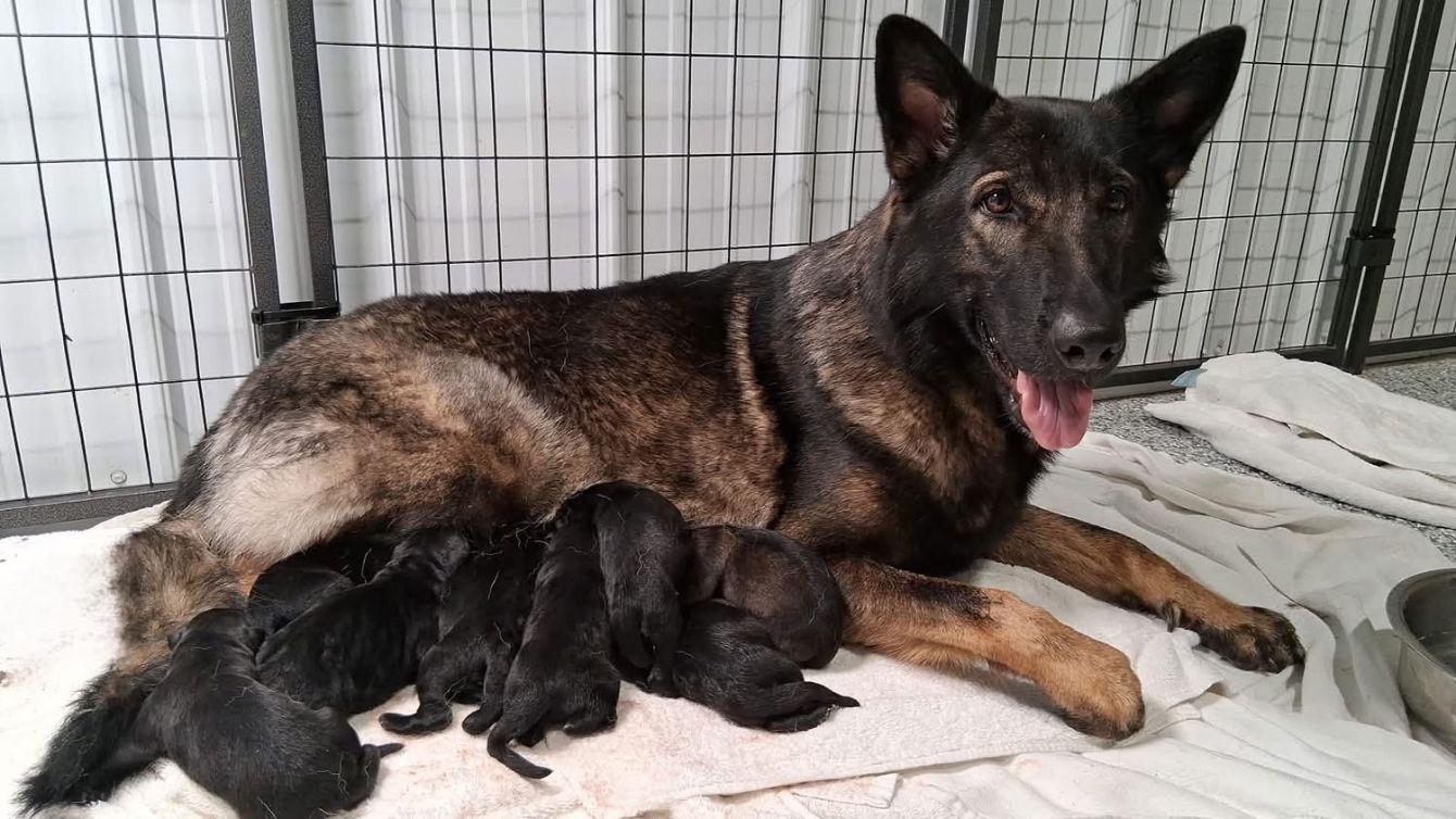 About the Yard Flags campaign on Bonfire 3